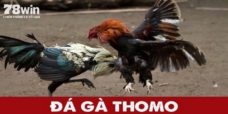 Điểm thú vị của đá gà trực tiếp Thomo 24/7